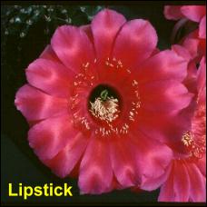 Lipstick.4.1.jpg 